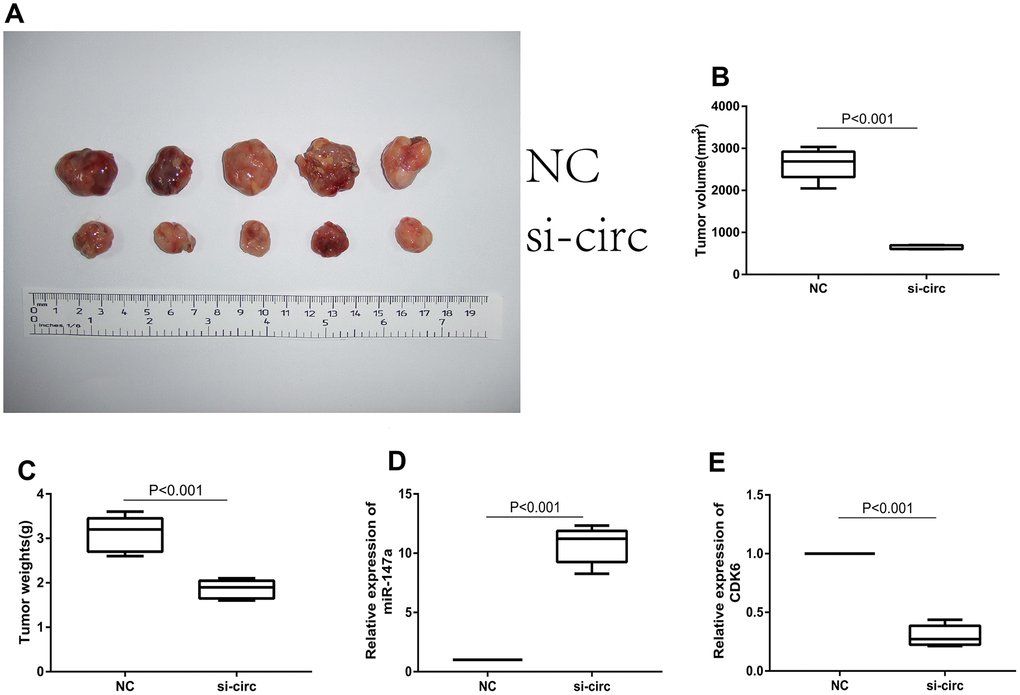 Downregulation of circ