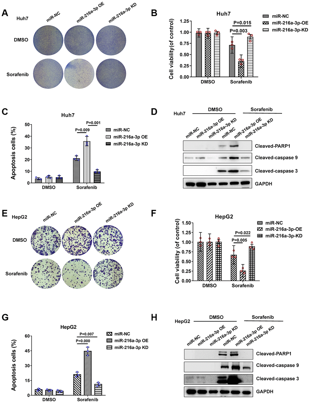 Sorafenib treatment response of miR-216a-3p-overexpression and knock down HCC cells. (A) Representative colony formation images show crystal violet staining of DMSO or sorafenib-treated NC-, miR-216-3a OE-, and miR-216a-3p KD-Huh-7 cells. (B) MTT assay results show viability of DMSO or sorafenib-treated NC-, miR-216-3a OE-, and miR-216a-3p KD-Huh-7 cells. (C) Flow cytometry assay results show percentage apoptosis in DMSO or sorafenib-treated NC-, miR-216-3a OE-, and miR-216a-3p KD-Huh-7 cells. (D) Representative western blot images show cleaved-PARP1/caspase9/caspase3 levels in DMSO or sorafenib-treated NC-, miR-216-3a OE-, and miR-216a-3p KD-Huh-7 cells. (E) Representation colony formation images show crystal violet staining of DMSO or sorafenib-treated NC-, miR-216-3a OE-, and miR-216a-3p KD-HepG2 cells. (F) MTT assay results show viability of DMSO or sorafenib-treated NC-, miR-216-3a OE-, and miR-216a-3p KD-HepG2 cells. (G) Flow cytometry assay results show percentage apoptosis in DMSO or sorafenib-treated NC-, miR-216-3a OE-, and miR-216a-3p KD-HepG2 cells. (H) Representative western blot images show cleaved-PARP1/caspase9/caspase3 levels in DMSO or sorafenib-treated NC-, miR-216-3a OE-, and miR-216a-3p KD- HepG2 cells.