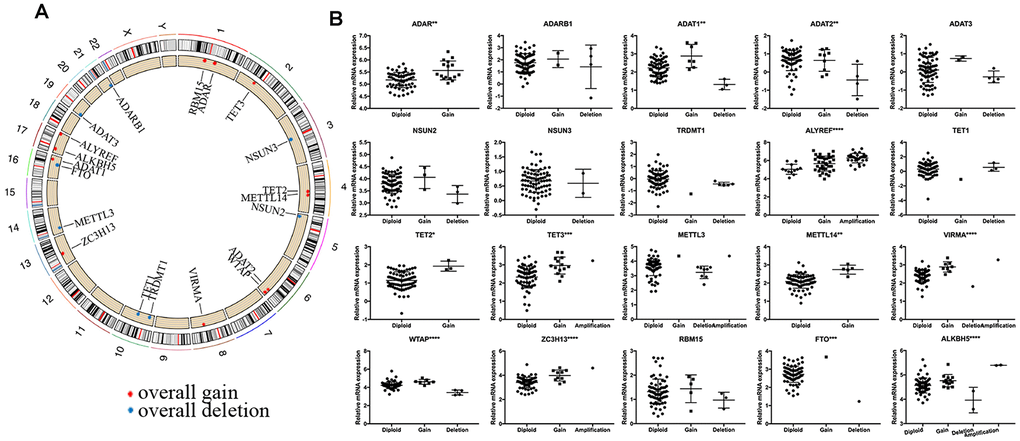 Summary of CNV region and correlation between CNV pattern and gene expression. (A) Circos plot illustrating CNV regions for RNA modification regulators (RNA-MRs). Outermost circle: chromosomes; inner circle: the main type and location of CNVs (red: gain, blue: deletion). (B) Correlation between CNV patterns and expression levels. Ordinal: the relative gene expression levels; abscissa: CNV types. * P 