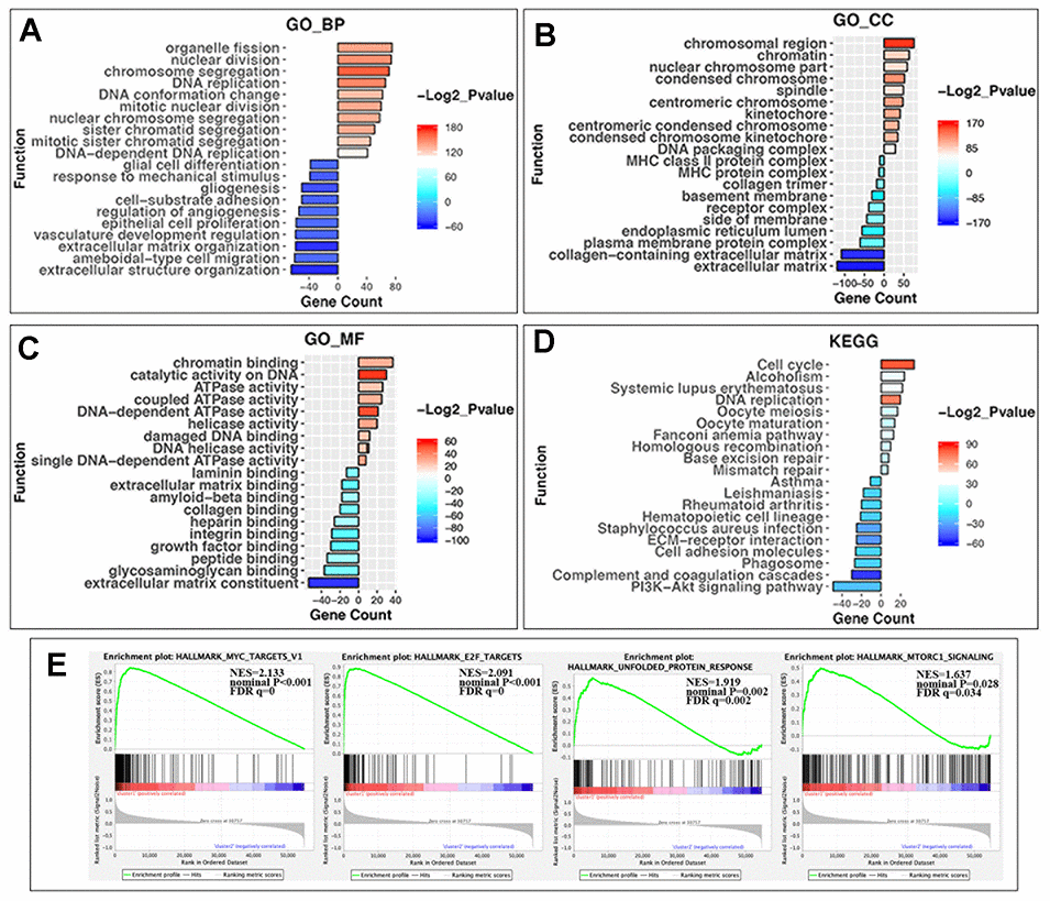 GO, KEGG pathway enrichment analysis and the gene set enrichment analysis (GSEA) of differentially expressed genes (DEGs) in two groups. (A) Biological process of GO analysis; (B) Cellular component of GO analysis; (C) Molecular function of GO analysis; (D) KEGG pathways analysis. Y-axis: name of enrichment item; X-axis: gene count in each item (positive value for cluster1 and negative for cluster2); gradient color of the bar chart: -Log2