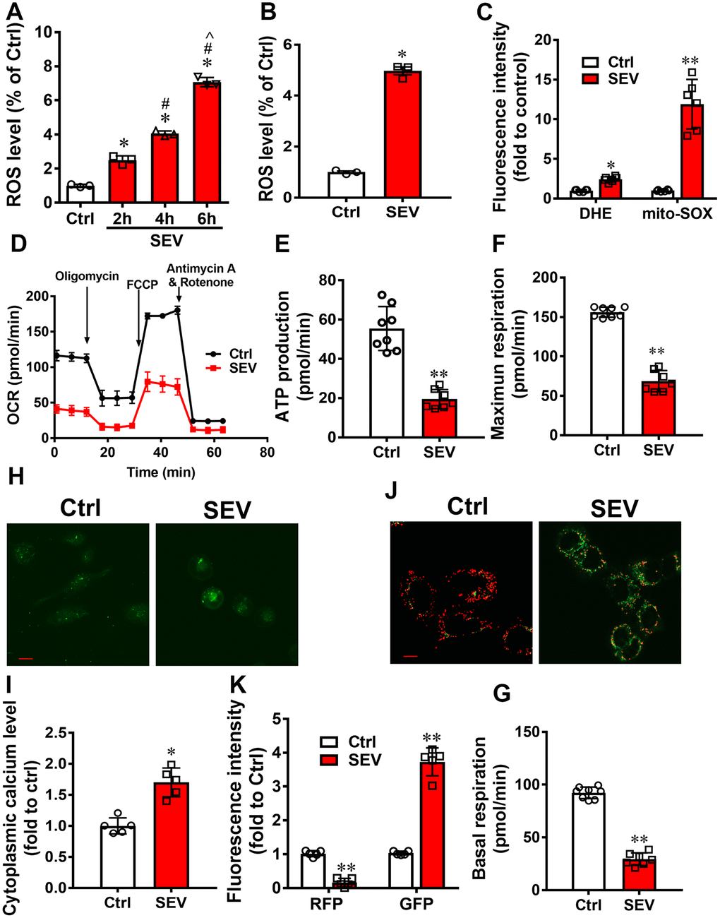 Sevoflurane induced mitochondria impairment in vitro. The ROS levels of H4 cells were tested after treatment with 4.1% sevoflurane for 2 h, 4 h, and 6 h (SEV-2h, SEV-4h, and SEV-6h, respectively) (A) H4 cells were treated with 4.1% sevoflurane for 6 h and ROS level was measured after 24 h. (B) The intracellular ROS and mitochondrial ROS levels were measured after treatment with 4.1% sevoflurane for 6 h (C) The OCR assay was used to observe the mitochondrial respiratory function in H4 cells after treatment with 4.1% sevoflurane for 6 h (SEV) (D–G). The cytoplasmic calcium levels were detected using a Fluo-4 AM probe (H, I) and the membrane potential was measured using a JC-1 probe (J, K). Images show representative examples from three independent experiments for each group. The data are expressed as mean ± SD. (A) *P