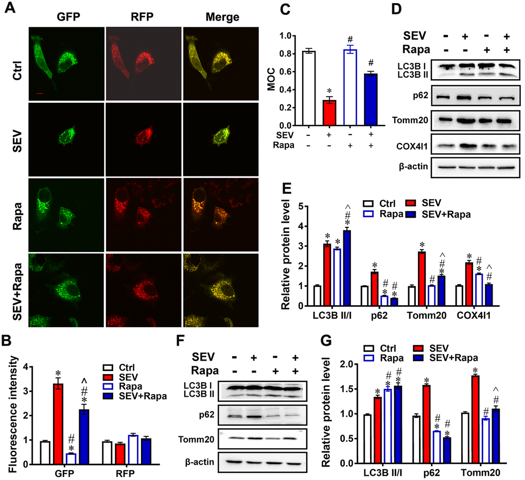 Rapamycin reversed sevoflurane-induced mitophagy dysfunction. H4 cells were treated for 6 h with 0% sevoflurane with rapamycin (1μmol/L) (Rapa), 4.1% sevoflurane without rapamycin (SEV), 4.1% sevoflurane with rapamycin (SEV+Rapa), or 0% sevoflurane without rapamycin (Ctrl) 24 h after being transfected with AdM-CMV-mCherry-EGFP-LC3B adenoviruses. Fluorescent images were captured by confocal microscopy (A). Images show representative examples from three independent experiments for each group. The results of fluorescent analysis are shown in (B). The Manders’ overlap coefficient is shown in (C) Primary cultured neurons were subjected to 0% with rapamycin (1 μmol/L) (Rapa), 4.1% sevoflurane without rapamycin (SEV), 4.1% sevoflurane with rapamycin (SEV+Rapa), or 0% sevoflurane without rapamycin (Ctrl) for 6 h. The LC3B, p62, Tomm20 and COX4l1 protein levels were determined by western blotting analysis (D). Results of semi-quantitative analysis of LC3B, p62, Tomm20 and COX4l1 are shown in (E). Eighteen-month-old rats were subjected to 2% sevoflurane for 5 h (SEV and SEV+Rapa groups). Rapamycin (20 mg/kg/d) was administrated intraperitoneally two days before sevoflurane treatment, and daily administrations were continued for one week (Rapa and SEV+Rapa groups). After perfusion, the LC3B, p62 and Tomm20 protein levels were determined by western blotting analysis (F). Results of semi-quantitative analysis of LC3B, p62 and Tomm20 are shown in (G). The data are expressed as mean ± SD. *PPP