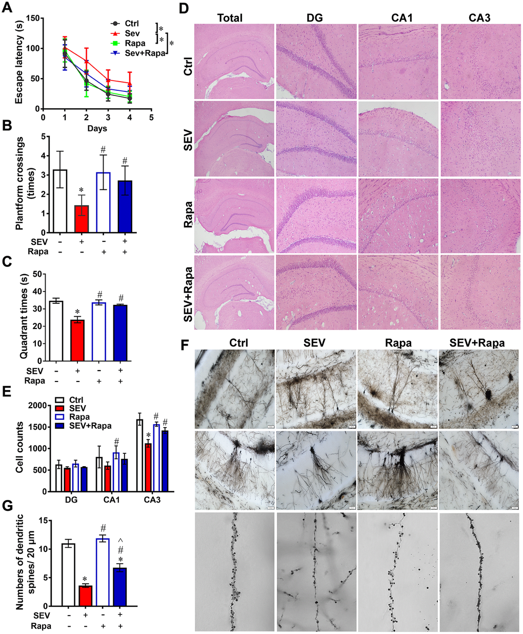 Rapamycin ameliorated sevoflurane-induced cognitive dysfunction. Eighteen-month-old rats were subjected to 2% sevoflurane for 5 h (SEV and SEV+Rapa groups). Rapamycin (20 mg/kg/d) was administrated intraperitoneally two days before sevoflurane treatment, and daily administrations were continued for one week (Rapa and SEV+Rapa groups). The Morris Water Maze was used to test memory ability. The parameters escape latency (A) number of platform crossings (B) and quadrant time (C) were measured. Hippocampi were stained with hematoxylin and eosin (D) and the number of pyramidal neurons was counted. (E) The structure of dendritic spines in the hippocampus are shown in (F). The number of dendritic spines in 20 μm at an amplification of 60X were counted for every image. (G) Images show representative examples from three independent experiments for each group. The data are expressed as mean ± SD. (A) PPPP