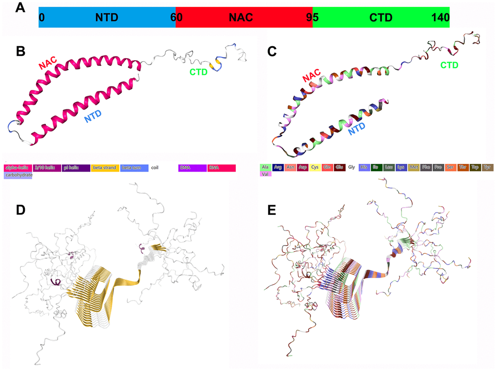 Structural characteristics of α-Syn monomers and fibril aggregates. (A) α-Syn is composed of three different regions: a positively charged amphiphilic N-terminus (residues 1-60), a hydrophobic nonamyloid (NAC) region (residues 61-95), and a negatively charged CTD (residues 96-140); they may have different functions. (B) The secondary structure of α-Syn. (C) The structure of the amino acid residues of α-Syn. (D) The fibril structure (secondary structure) of α-Syn. (E) The fibril structure (amino acid residues) of α-Syn. All the structure diagrams are from the PDB database (https://www.rcsb.org/), and the corresponding colors are marked.