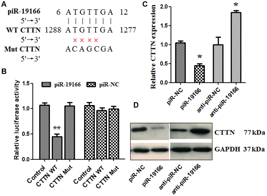 piR-19166 targeted directly EPHA2 in PC3 cells. (A) DNA binding site sequence between piR-19166 and the 3′-UTR of CTTN and the sequence of wild type (WT) or mutant type (MT) were showed. (B) The effect of piR-NC and piR-19166 on the activity of the luciferase reporter containing either WT or MT was detected by dual-luciferase reporter assay. (C, D) RNA and protein levels of CTTN were, respectively, tested by qRT-PCR and western blot in PC3 cells transfected with piR-19166 or anti-piR-19166 compared with those treated with negative control (NC). *P 