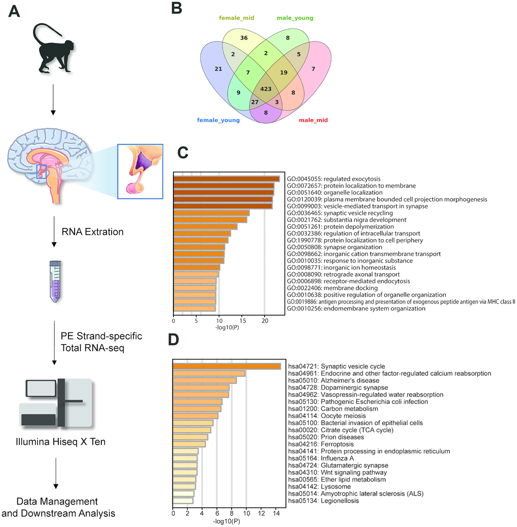 Experimental design and highly expressed genes in the hypothalamus of rhesus macaque. (A) Diagram of the experimental process. (B) The overlap of the top 500 genes in each group. (C, D) The GO biological process and KEGG pathway enrichment of the 423 overlapping genes in Figure 1B.