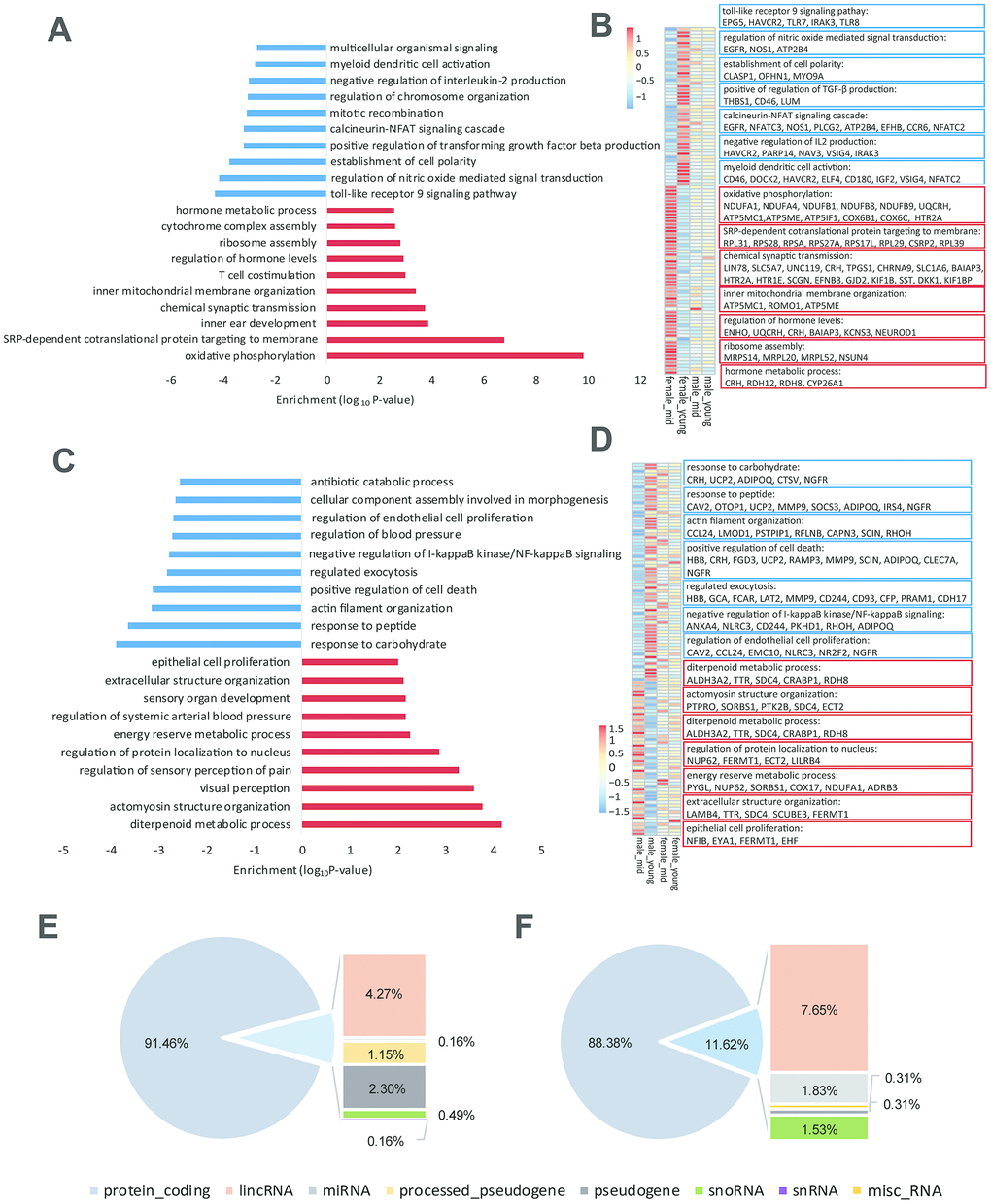 Age-related differentially expressed genes in the hypothalamus of rhesus macaque. (A–C) GO functional enrichment of age-related differentially expressed genes in the hypothalami of females (A) and males (C) (red: upregulated genes in middle age; blue: downregulated genes in middle age; each shows top 10 items). (B–D) Heatmaps of genes enriched in the items of (A, C). (E, F) Gene types of age-related differentially expressed genes in the hypothalami of females (E) and males (F).