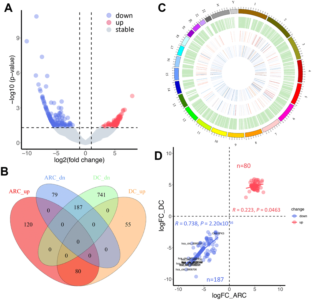 Comparative analysis of differentially expressed circRNAs in ARC and diabetic cataract (DC) samples. (A) A volcano plot of differential circRNAs in ARC. The vertical lines represent two-fold (log2 scaled) increased and decreased expression. The horizontal line shows P = 0.05 (-log10 scaled). Blue and red dots indicate circRNAs with statistically significant differential expression. (B) A Venn diagram shows differentially expressed circRNAs in ARC and DC samples. (C) Chromosomal distribution of expressed circRNAs. The outermost layer displays the location of the circRNAs in the human chromosomes. The inner circles from the outside to the inside show the expression distribution of all circRNAs in ARC and normal samples, differentially expressed circRNAs in ARC, and differentially expressed circRNAs in DC in turn. (D) Correlation of up- and down-regulated circRNAs in differential fold changes between ARC and DC samples (compared with normal tissues), and Pearson’s correlation coefficient R is presented.