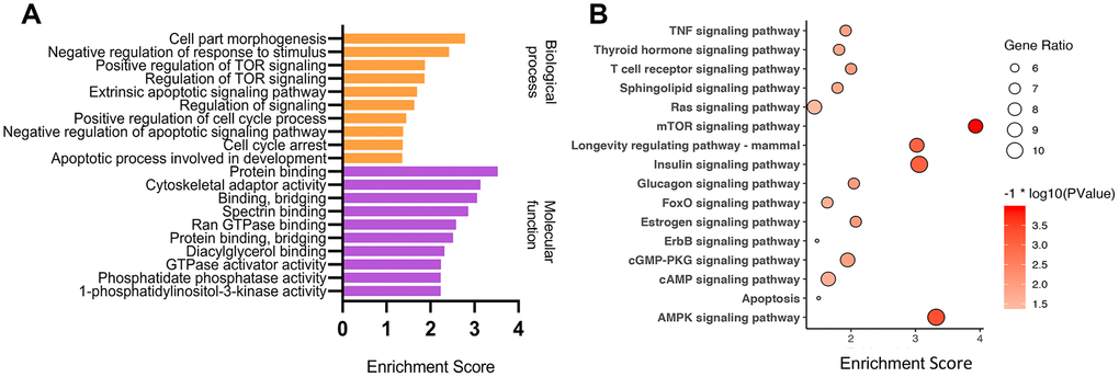 GO and KEGG enrichment analysis of parental genes of differential circRNAs. GO and KEGG enriched terms related to the ARC pathological process in an order based on the enrichment score [-log10 (P-value)] (A), and KEGG pathway analysis (B) of parental genes of differential down-regulated circRNAs in ARC tissues.