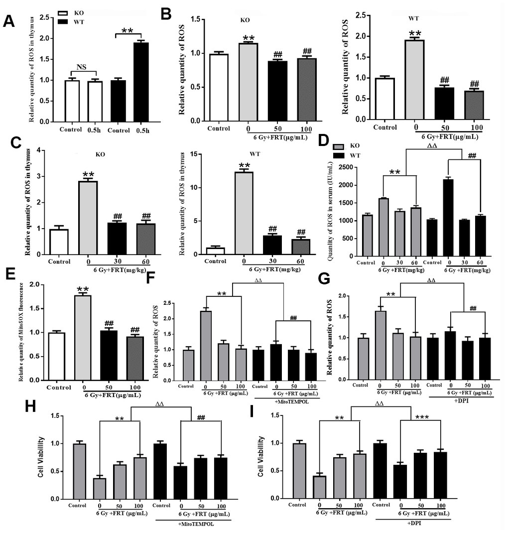 Effect of FRT on scavenging intracellular ROS due to PARP-1. (A) Representative flow cytometry histogram illustrating the radiation-induced change in ROS levels as detected by the DCFH-DA probe in thymus cells 0.5 h after radiation. (NS, not significant; ** P B) ROS levels in thymus cells measured by DCFH-DA probe. The thymus cells were irradiated at a dose of 6 Gy 2 hours after pretreatment with FRT (50 and 100 μg/mL). Cells were collected 0.5 h after irradiation. (** PPC) ROS levels in mice measured using DCFH-DA probe. Mice were pretreated with FRT (30 and 60 mg/kg) 4 days prior to 6 Gy irradiation, then sacrificed and thymus harvested 4 days after radiation. (**P PD) ROS levels in serum were quantified by ELISA 4 days after irradiation. (** PPPE) Representative luciferase labeling instrument displaying MitoSOX fluorescence in thymus cells under different conditions. Mitochondrial ROS as measured with the MitoSOX probe (**PPF) Thymus cells were treated with FRT 2 h before irradiation. The cells were incubated with MitoTEMPOL (50 μM) inhibitor for 1 h before irradiation then collected by centrifugation 0.5 h after irradiation. Flow cytometry was used to measure intracellular ROS levels. (** PPPG) Thymus cells were pretreated with FRT for 2 h before irradiation. The cells were incubated with DPI (10 μM) for 1 h prior to irradiation and 0.5 h after irradiation. The effect of DPI on ROS levels in thymus cells after irradiation was measured by flow cytometry. (** PPPH) The survival fraction of thymus cells treated with or without ROS inhibitor in mitochondria (MitoTEMPOL, 50 μM). Cell viability was measured 6 h after radiation by CCK-8 assay. MitoTEMPOL reduced the sensitivity of thymus cells to radiation and enhanced the viability of thymus cells (** PPPI) Proportion of surviving thymus cells treated with or without inhibitor of NAPDH oxidase (DPI, 10 μM). Cell viability was measured 6 h after radiation by CCK-8 assay. DPI reduced the sensitivity of thymus cells to radiation and enhanced their viability (** P