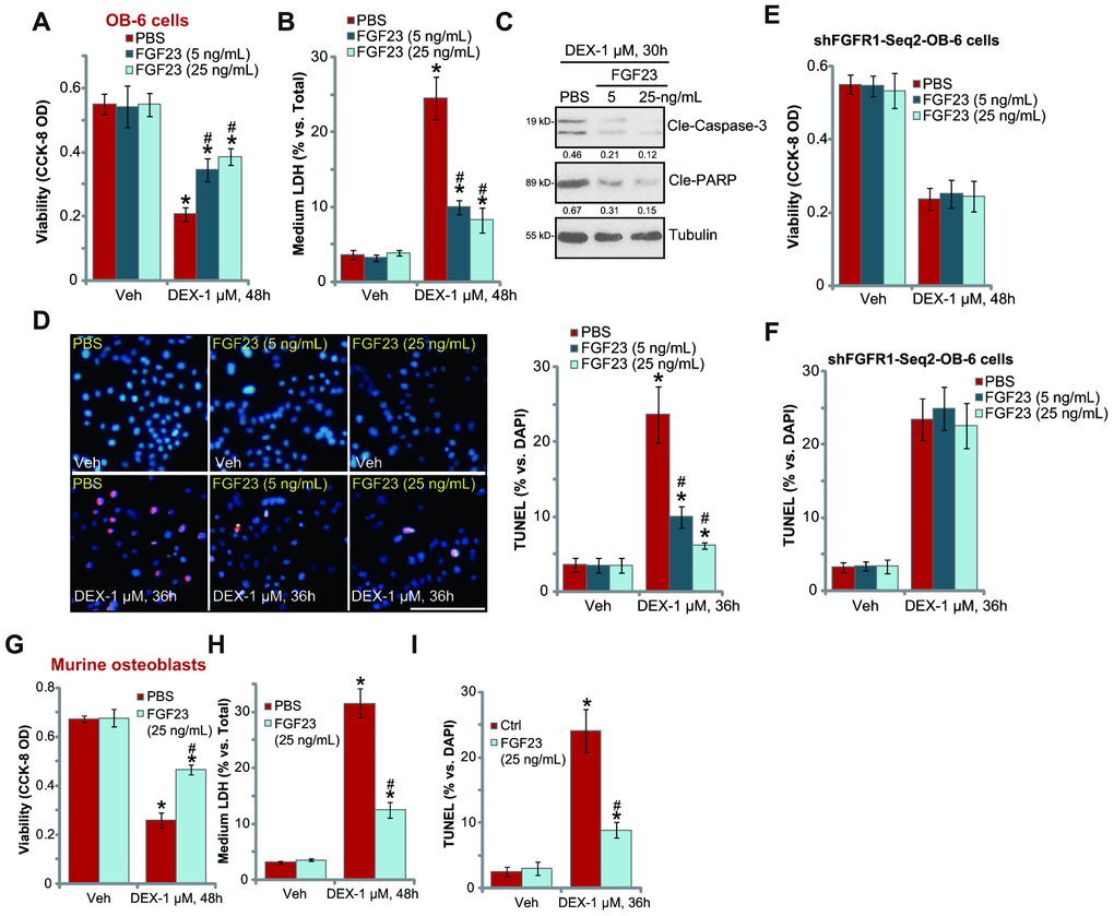 FGF23 protects osteoblasts from DEX-induced cell death and apoptosis. The differentiated OB-6 human osteoblastic cells (A–D) or the primary murine osteoblasts (G–I) were pretreated with applied concentration of FGF23 (5 or 25 ng/mL) or vehicle control (PBS) for 2h, followed by dexamethasone (DEX, 1 μM) stimulation, cells were further cultured for the indicated time periods, cell viability and cell death were tested by CCK-8 (A and G) or medium LDH release (B and H) assays respectively; expression of the listed apoptosis-associated proteins was shown (C), with cell apoptosis tested by nuclear TUNEL staining (D and I). Stable OB-6 cells with the applied FGFR1 shRNA (“shFGFR1-Seq2”) were pretreated with FGF23 (5 or 25 ng/mL) or PBS for 2h, followed by DEX (1 μM) stimulation, cells were further cultured for 48h, with cell viability (E) and apoptosis (F) tested similarly. Data were mean ± standard deviation (SD, n=5). “Veh” stands for vehicle control for DEX. * pvs. “Veh” cells with PBS pretreatment. # pvs. DEX-treated cells with PBS pretreatment. Each experiment was repeated three times and similar results were obtained. Bar=100 μm (D).