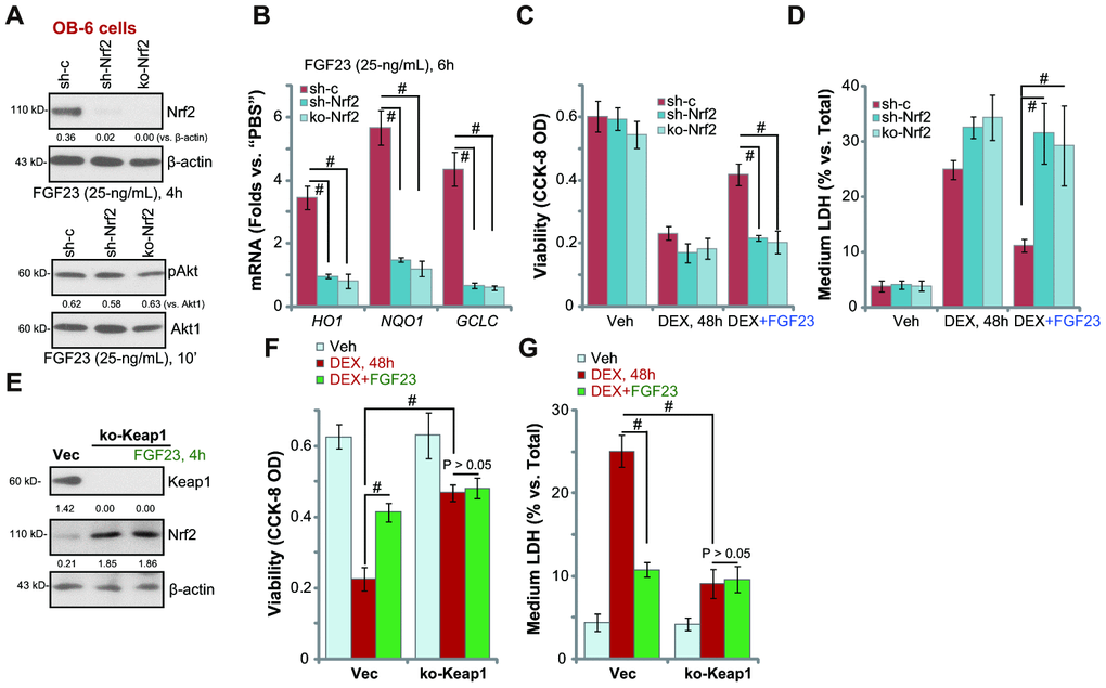 Nrf2 silencing or KO abolishes FGF23-induced osteoblast cytoprotection against DEX. Genetically-modified stable OB-6 cells with the lentiviral Nrf2 shRNA (“shNrf2) or the lentiCRISPR-GFP-Nrf2 KO construct (“ko-Nrf2”), as well as the parental control cells (“Ctrl”) were treated with FGF23 (25 ng/mL) for applied time periods, expression of listed mRNAs and proteins was shown (A and B); Cells were pretreated for 2h with FGF23 (25 ng/mL), followed by dexamethasone (DEX, 1 μM) stimulation for 48h, cell viability and death were tested by CCK-8 (C) and medium LDH release (D) assays, respectively. Stable OB-6 cells with CRISPR/Cas9-Keap1-KO construct (“ko-Keap1”) were treated with or without FGF23 (25 ng/mL) for 4h, control cells were tranduced with empty vector (“Vec”), expression of listed proteins was shown (E). Alternatively, cells were pretreated for 2h with FGF23 (25 ng/mL), followed by dexamethasone (DEX, 1 μM) stimulation for 48h, cell viability (F) and death (G) were tested. Data are presented as the mean ± standard deviation (n=5). # p