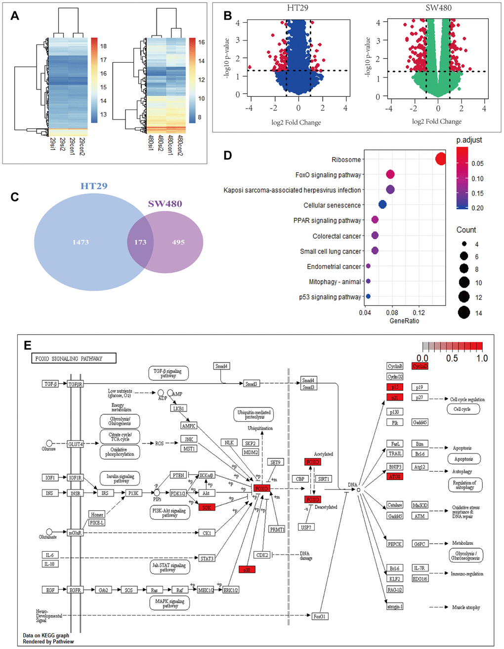 PRDX2 is associated with cell-cycle and autophagy regulation through the P38/FOXO pathway. (A, B) Heat maps (A) and volcano plots (B) showing differential gene expression upon PRDX2 depletion in HT29 and SW480 CRC cells; data from the GSE81429 dataset. (C) Venn diagram showing that 173 gene are differentially expressed in both HT29 and SW480 cells. (D) KEGG pathway enrichment of differently expressed genes in HT29 and SW480 cells. (E) FOXO pathway with differentially expressed genes in HT29 and SW480 cells.