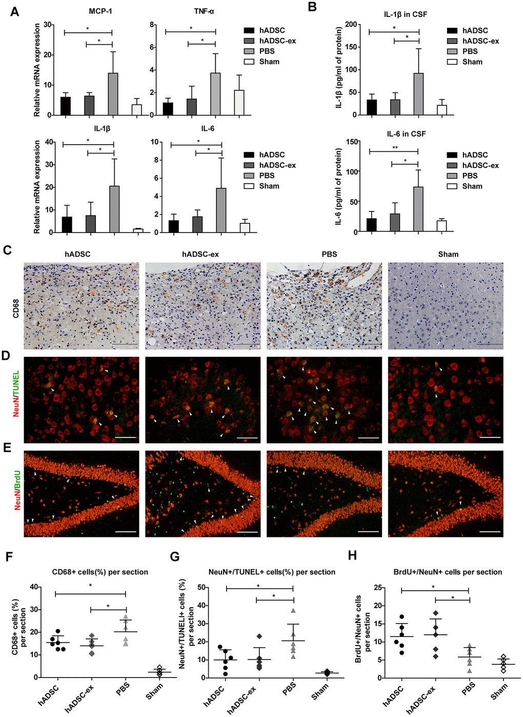 hADSC-ex suppressed neuroinflammation, reduced neuronal loss in the lesion boundary area and promoted hippocampal neurogenesis. (A) qRT-PCR analysis of proinflammatory factors in damaged brain tissues on day 5. (B) ELISA analysis of IL-1β and IL-6 levels in CSF on day 5. (C) CD68 immunohistochemical staining for activated microglia/macrophages (indicated by yellow arrows) in the lesion boundary zone on day 35. Scale bar = 100 μm. (D) NeuN immunofluorescence staining for mature neurons and TUNEL staining for apoptotic cells in the lesion boundary zone on day 14; double-staining with TUNEL (green)/NeuN (red) for apoptotic neurons is indicated by white arrows. Scale bar = 50 μm. (E) NeuN immunofluorescence staining for mature neurons and BrdU staining for cell proliferation in the hippocampal dentate gyrus on day 35; double-staining with BrdU (green)/NeuN (red) for newly generated mature neurons is indicated by white arrows. Scale bar = 100 μm. (F– H) Scatter plots of data from C, D and E. Data represent the mean ± SD, n = 6 rats per group. ns. p > 0.05, * p 