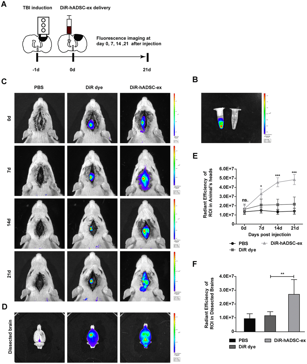 Visualization and in vivo tracking of hADSC-ex after intracerebroventricular administration. (A) Schematic representation of the experimental procedures. (B) Representative fluorescence images of DiR-labeled hADSC-ex and PBS. (C) Representative fluorescence images of rat heads on days 0, 7, 14 and 21 after administration of PBS, DiR dye or DiR-hADSC-ex. (D) Representative fluorescence images of dissected brains on day 21. (E) Fluorescence intensity quantification of regions of interest in the lesion sites of rat heads, expressed as the average radiance ± SD, n = 5 rats per group. ns. p > 0.05, * p F) Fluorescence intensity quantification of regions of interest in the lesion sites of dissected rat brains, expressed as the average radiance ± SD, n = 5 rats per group. ns. p > 0.05, ** p 