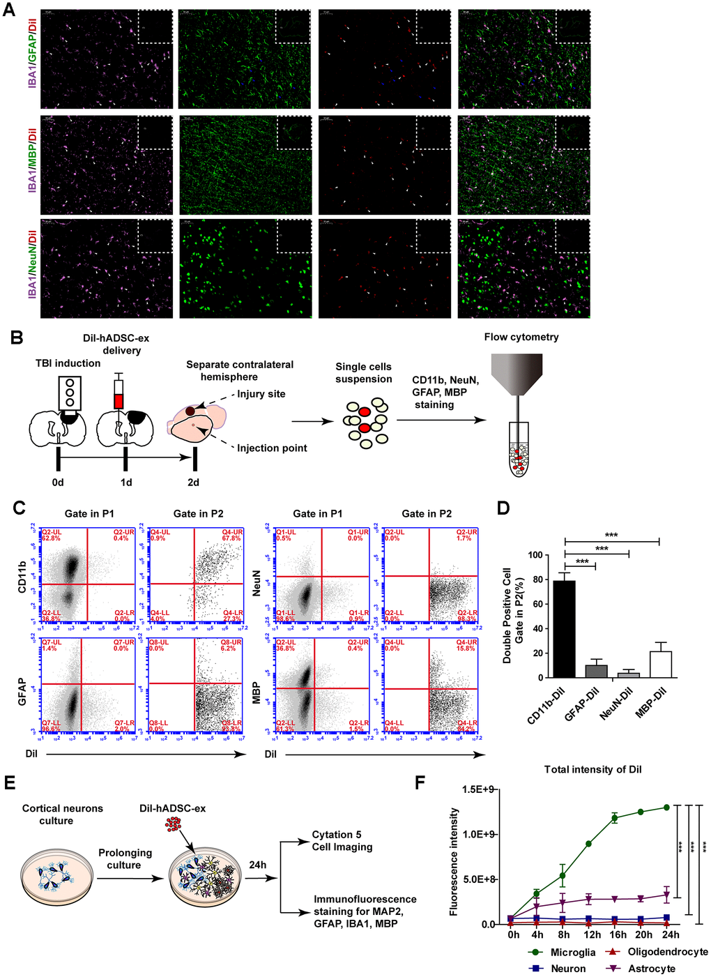 hADSC-ex were mainly taken up by microglia/macrophages in vitro and in vivo. (A) Representative images of IBA1/GFAP/DiI, IBA1/MBP/DiI and IBA1/NeuN/DiI immunostaining in the lesion boundary zone in rat brain coronal sections (bregma, −1.5 mm); n = 3, scale bar = 50 μm. The overlapping signals are marked with blue arrows (GFAP/DiI) and white arrows (IBA1/DiI). The white dotted boxes denoted the slices overview and the solid line rectangles indicated the snapshot location. (B) Schematic representation of the experimental procedures to detect hADSC-ex cellular uptake by dissociated primary neural cells using FACS. (C) Representative dot plots from FACS showing double-positive cell (CD11b/DiI, GFAP/DiI, NeuN/DiI, MBP/DiI) gating in P1 and P2. The gating strategy is shown in Supplementary Figure 3A. (D) Bar graphs quantifying the data from (C). Data are presented as the mean ± SD, n = 3 independent experiments, *** p E) Schematic representation of the use of mixed neural cell cultures to identify the cellular uptake of hADSC-ex in vitro. (F) Line graph showing the change in the total fluorescence intensity of DiI over time in every neural cell type in the mixed neural cell culture. Data represent the mean ± SD, n = 3 independent experiments, *** p 