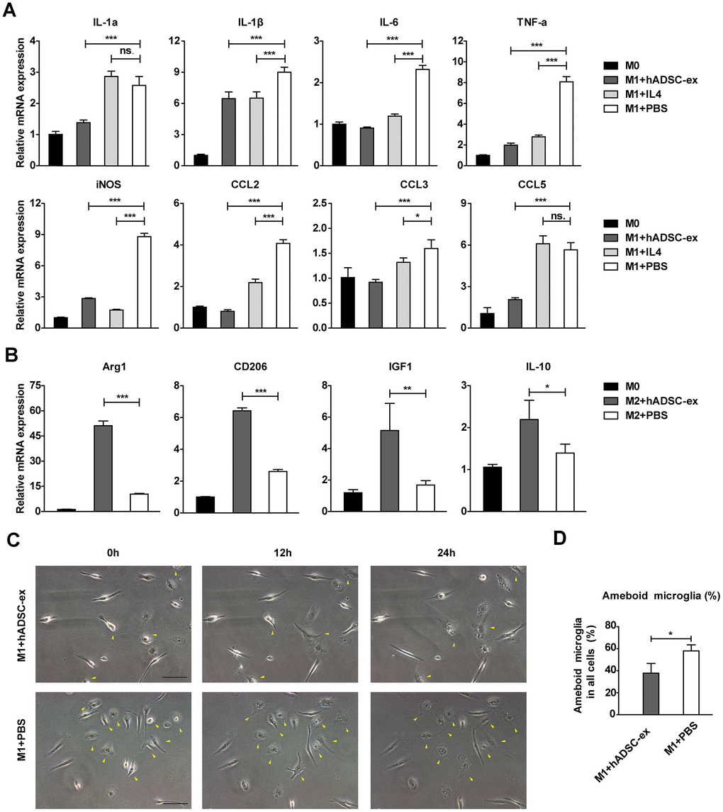 hADSC-ex alter the functional state of microglia in vitro. (A) qRT-PCR analysis of M1-associated factors after culture of M0 microglia in M1 medium (containing 10 ng/mL granulocyte M-CSF, 100 ng/mL lipopolysaccharide and 20 ng/mL interferon-γ) for 12 h with hADSC-ex (200 μg total protein/mL), IL-4 (10 ng/mL) or PBS. Data represent the mean ± SD, n = 3 independent experiments, ns. p > 0.05, * p B) qRT-PCR analysis of M2-associated factors after culture of M0 microglia in M2 culture medium (containing 10 ng/mL M-CSF and 10 ng/mL IL-4) for 12 h with hADSC-ex (200 μg total protein/mL) or PBS. Data represent the mean ± SD, n = 3 independent experiments, ns. p > 0.05, * p C) Representative images of morphological changes in microglia cultured in M1 medium for 24 h; yellow arrows indicate morphological changes. (D) The proportion of amoeba-like cells (M1 phenotype) among all cells after culture in M1 medium with hADSC-ex or PBS for 24 h. Data are presented as the mean ± SD, n = 3 independent experiments, * p t-test vs. M1+PBS.