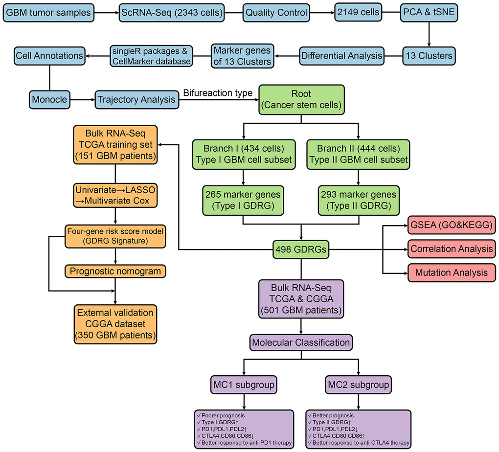 Schematic diagram showing the study design and principal findings.