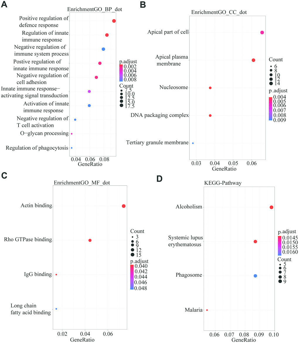 GO and KEGG analysis using the R package “Clusterprofile” for the 222 common DGEs from the three databases. PA) Biological process. (B) Cell component. (C) Molecular Function. (D) Kyoto Encyclopedia of Genes and Genomes.