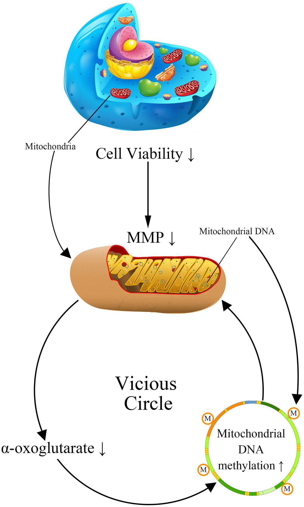 The cerebrovascular endothelial cell damage memory vicious circle.