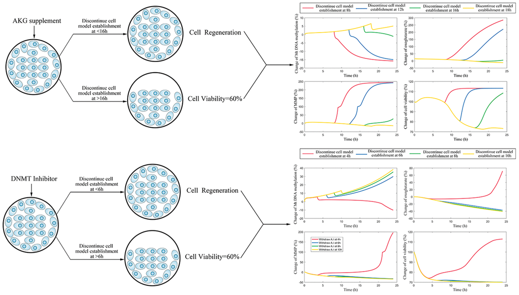 (A) The simulation for change of mtDNA methylation, AKG, MMP, and cell vitality in AKG supplement treated cells. (B) The simulation for change of mtDNA methylation, AKG, MMP, and cell vitality in DNMT inhibitor treated cells.