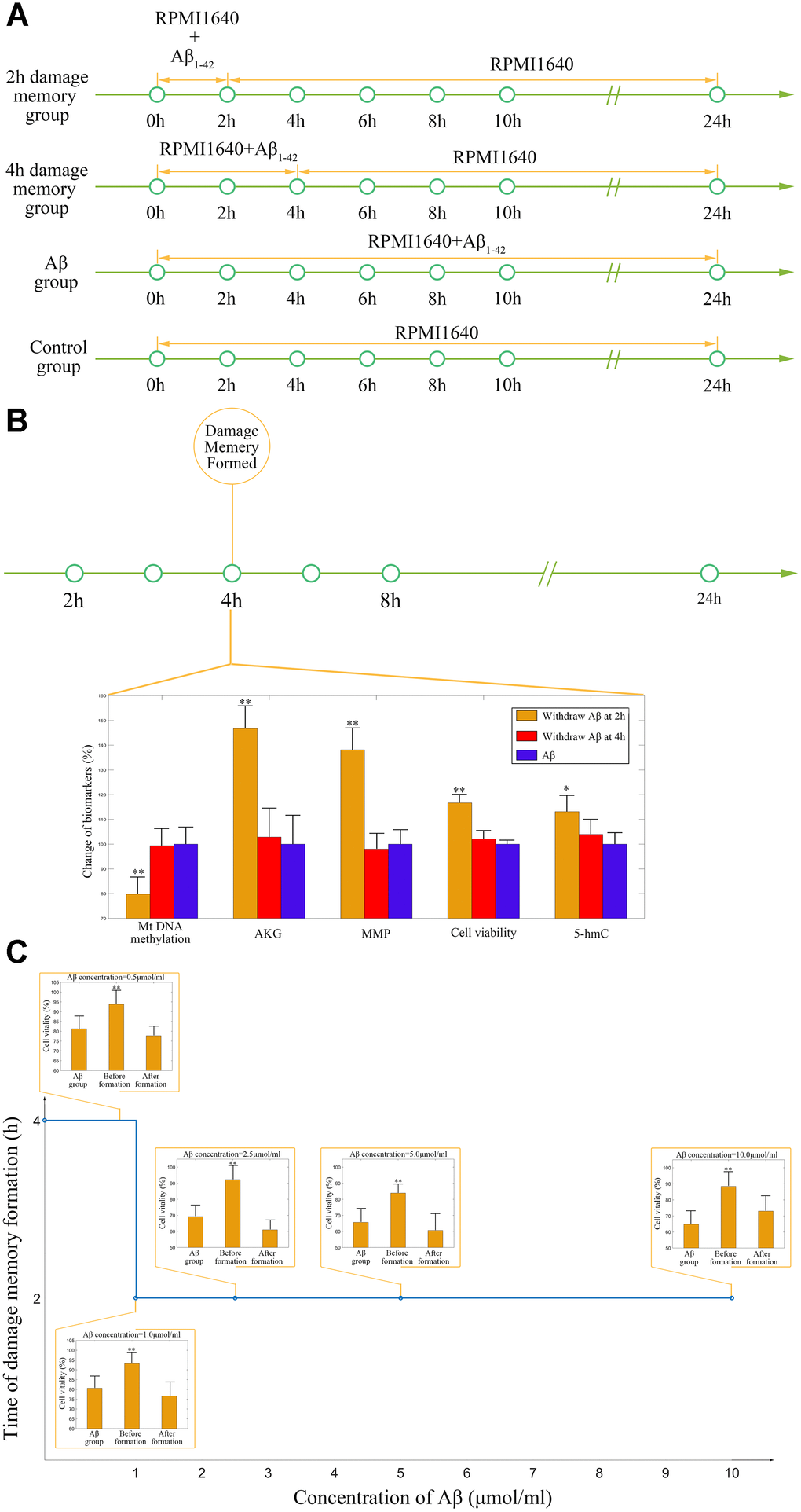 (A) Experimental protocol for determining time of cerebrovascular endothelial cell damage memory formation. (B) The experimental validation of cerebrovascular endothelial cell damage memory formation time. (C) The damage memory formation time with different concentration of Aβ incubation.