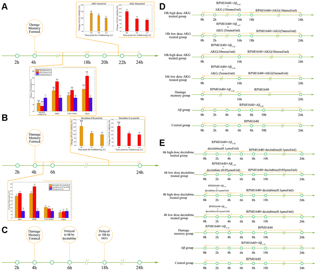 (A) The effect of AKG supplement on delaying the formation of cerebrovascular endothelial cell damage memory formation. (B) The effect of decitabine on delaying the formation of cerebrovascular endothelial cell damage memory formation. (C) Summary of the effect of decitabine and AKG supplement on delaying the formation of cerebrovascular endothelial cell damage memory formation. (D) Experimental protocol for evaluating the effect of AKG supplement on delaying the formation of cerebrovascular endothelial cell damage memory. (E) Experimental protocol for evaluating the effect of decitabine on delaying the formation of cerebrovascular endothelial cell damage memory.