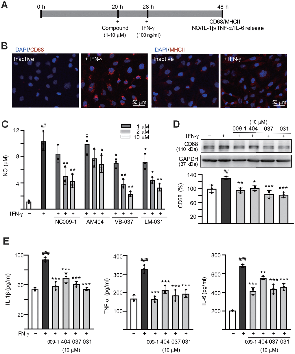 Anti-inflammatory activities of the tested compounds on human HMC3 microglia. (A) Experimental flow chart. HMC3 cells were pretreated with or without each of the tested compounds (1−10 μM) for 8 h, followed by addition of IFN-γ (100 ng/ml) to induce inflammation. After 20 h, CD68 and HMCII expression in cells as well as NO, IL-1β, TNF-α and IL-6 release in culture media were examined. (B) HMC3 cells with or without IFN-γ activation were analyzed by immunofluorescence using antibodies against CD68 and HMCII (red). Cell nuclei were counterstained with DAPI (blue). (C) Levels of NO released into culture media were measured by Griess reagent (n = 3). (D) Relative CD68 levels in cells treated with compound (10 μM) or not were analyzed by immunoblotting, using GAPDH as a loading control (n = 3). (E) IFN-γ-activated HMC3 cells were pretreated with the tested compounds (10 μM) and relative levels of IL-1β, TNF-α and IL-6 released into culture media were assessed by ELISA (n = 3). For normalization, the relative CD68, IL-1β, TNF-α and IL-6 levels of untreated cells (no IFN-γ activation) were set as 100%. P values: comparisons between IFN-γ activated and inactive cells (##: P ###: P P P p post hoc Tukey test).