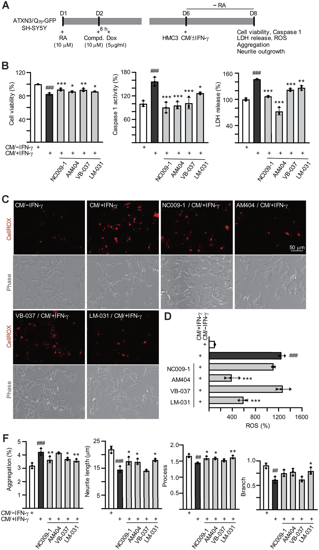 Effects of the tested compounds in ATXN3/Q75-GFP-expressing SH-SY5Y cells inflamed with IFN-γ-stimulated HMC3 conditioned medium. Experimental flowchart (A). ATXN3/Q75-GFP SH-SY5Y cells were plated in media with retinoic acid (RA, 10 μM) on day 1, and treated with the tested compound (10 μM) next day for 8 h, followed by doxycycline addition (Dox, 5 μg/ml) to induce ATXN3/Q75 expression. On day 6, DMEM-F12 medium without retinoic acid addition (− RA) was mixed with HMC3 conditioned medium with or without IFN-γ stimulation (CM/+IFN-γ or CM/–IFN-γ, 1:1 ratio) and added to the cells for 2 days. Cell viability, caspase 1 activity, LDH release (B), ROS (D), polyQ aggregation, neurite length, process and branch (F) were assessed on day 8 (n = 3). For normalization, the relative cell viability, caspase 1 activity, LDH release and ROS levels of cells treated with CM/–IFN-γ were set as 100%. (C) Images of ROS assay using CellROX dye (red).