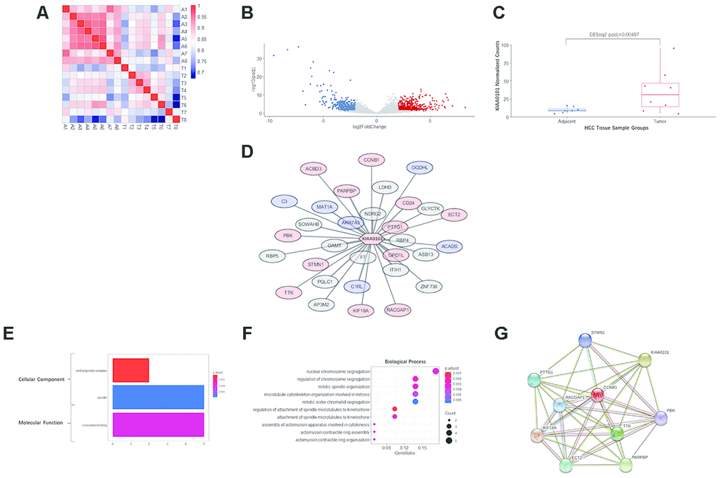 RNA sequencing, differential analysis, transcriptomic coexpression, and functional analysis of our HCC specimens. (A) Heatmap demonstrating the correlation between the 8 pairs of adjacent and tumor samples. A1-A8 are adjacent tissues; T1-T8 are tumor tissues. The more intense red indicates a higher correlation, and the more intense blue indicates the opposite. (B) The volcano plot showing the distribution of differentially expressed genes in KIAA0101. The log2FoldChange and adjusted p-value (padj) were calculated by R package DESeq2. Red dots indicate significantly upregulated genes (padj2), and blue dots indicate significantly downregulated genes (padjC) KIAA0101 mRNA expression levels in 8 pairs of HCC tumor and adjacent tissue samples. The normalized counts and adjusted p-value (padj) = 0.00497 were calculated by R package DESeq2. The boxplot demonstrates the normalized counts in individual samples (scattered dots), average normalized counts (midline of the box), upper quartile (upper edge of the box), and lower quartile (lower edge of the box). (D) The WGCNA correlation network including KIAA0101 and the top 31 coexpressing genes (weight>0.01). The red nodes represent 13 genes that are significantly upregulated (padjE) The results of GO analysis (cellular component and molecular function) of the top 31 coexpressing genes are shown in Figure 5F. The more intense red indicates higher significance, and the more intense blue indicates the opposite. The horizontal axis indicates the count of a specific term in the result of GO analysis. (F) GO analysis (biological process) of the top 31 coexpressing genes. The more intense red indicates a lower adjusted p-value and higher significance, and the more intense blue indicates the opposite. The horizontal axis indicates the ratio of a specific term count to the total count of terms. The size of the dot indicates the count of a specific term. (G) The STRING protein-protein interaction network involving 10 genes from the KIAA0101 coexpression network. The nodes represent the proteins encoded by the specific genes. Sky-blue edges: known interactions indexed by curated databases. Pink edges: experimentally determined known interactions. Green edges: predicted interactions based on gene neighborhoods. Black edges: coexpression relationships.