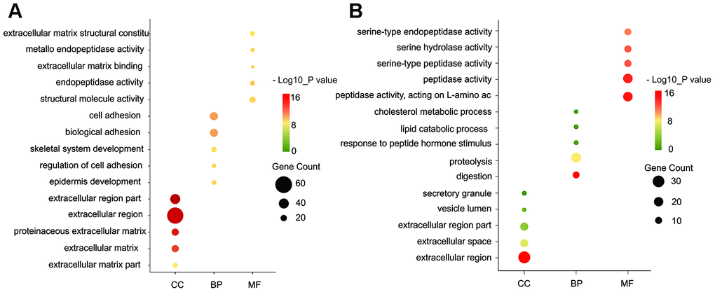 GO functional annotation for the significant DEGs. (A) The top five enriched cellular component (CC), biological process (BP) and molecular function (MF) of the upregulated significant DEGs. (B) The top five enriched cellular component (CC), biological process (BP) and molecular function (MF) of the downregulated significant DEGs. GO: Gene Ontology.