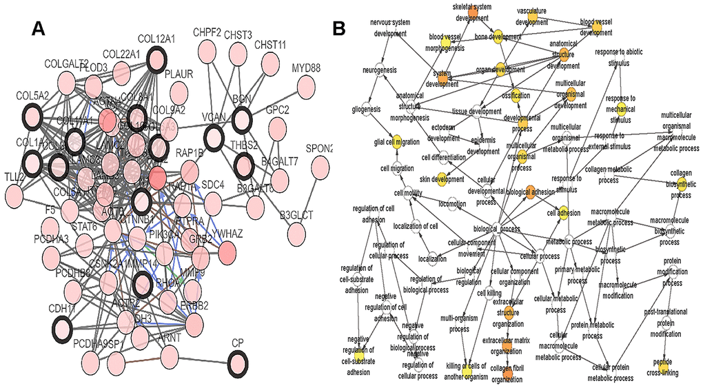 Interaction network and biological process analysis of the hub genes. (A) Hub genes and their co-expression genes were analyzed using cBioPortal. Nodes with bold black outline represent hub genes. Nodes with thin black outline represent the co-expression genes. (B) The biological process analysis of hub genes was constructed using BiNGO. The color depth of nodes refers to the corrected P-value of ontologies. The size of nodes refers to the numbers of genes that are involved in the ontologies. P