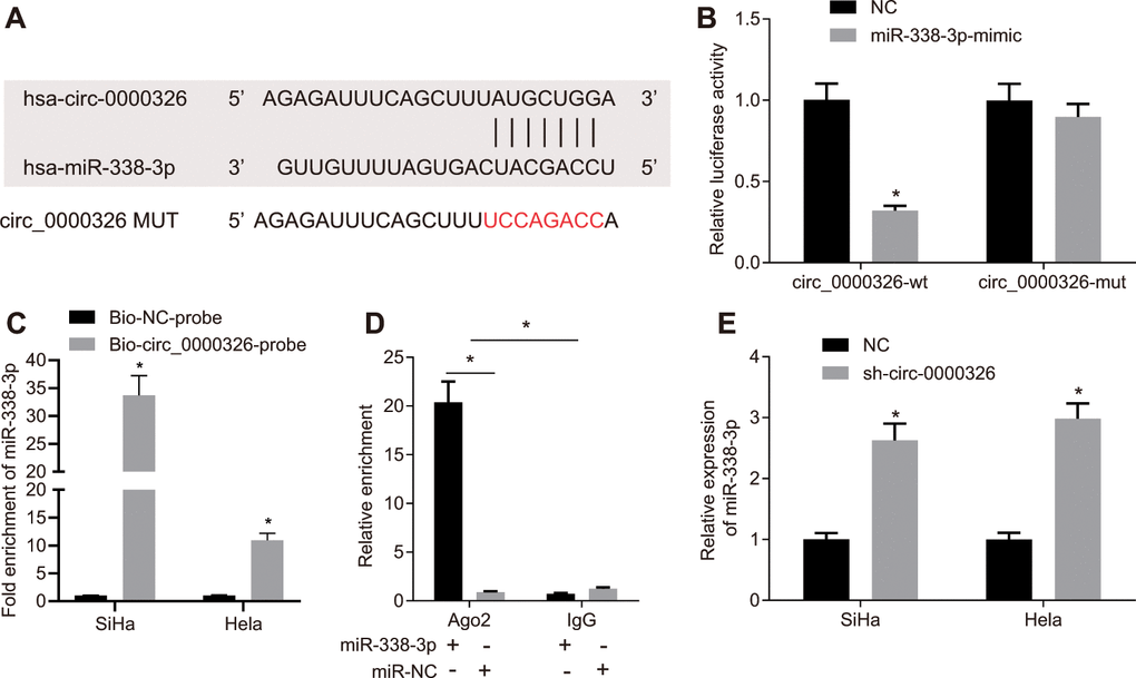 miR-338-3p binds to circ