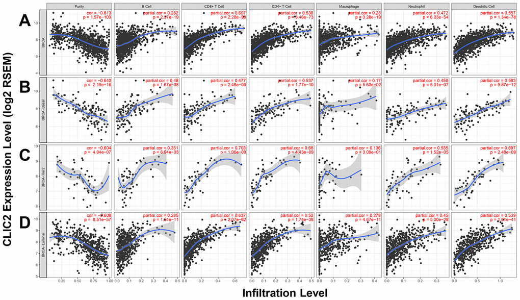 TIMER found CLIC2 highly expressed cancer was accompanied by increased TILs. (A) TIMER was performed to assess the correlation between CLIC2 expression and six types of TILs enrichment cross all subtypes of BC. Other than B cells and macrophages, CLIC2 expression has a strong positive correlation with CD8+ T cells, and moderate correlation with CD4+ T cells, neutrophils, and dendritic cells in BC. TIMER database analysis in (B) basal, (C) HER-2 and (D) luminal subtypes. TIMER, Tumor Immune Estimation Resource; TILs, tumor infiltration lymphocytes.