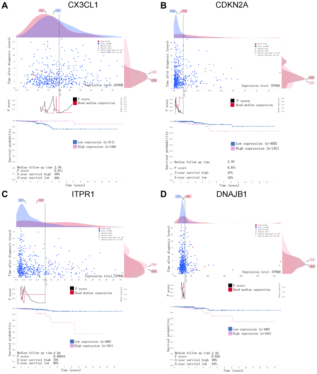 A horizontal distribution of events and gene expression in the Human Protein Atlas (HPA) database. Kaplan-Meier survival curves of (A) CX3CL1, (B) CDKN2A, (C) ITPR1, (D) DNAJB1 in THCA. The pink line indicates the high expression group, while the blue line indicates the low expression group. P 