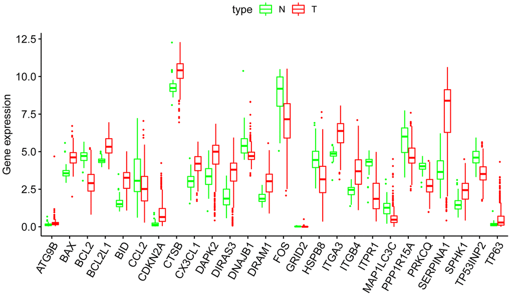 Boxplots of the expression levels of 26 autophagy-related genes (ARGs) in THCA and normal thyroid tissues. The red box plots above the corresponding gene name represent the expression in THCA, whereas the green box plots represent the expression in normal thyroid tissues.