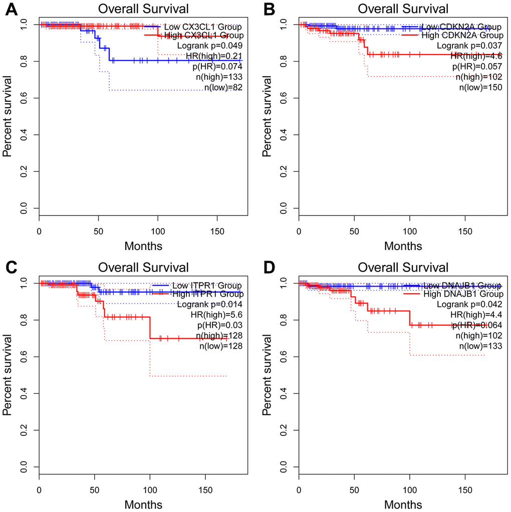 Kaplan-Meier analyses of ARGs in the risk model. Kaplan-Meier analyses of (A) CX3CL1, (B) CDKN2A, (C) ITPR1, and (D) DNAJB1. The statistical significance was determined by the log-rank test.