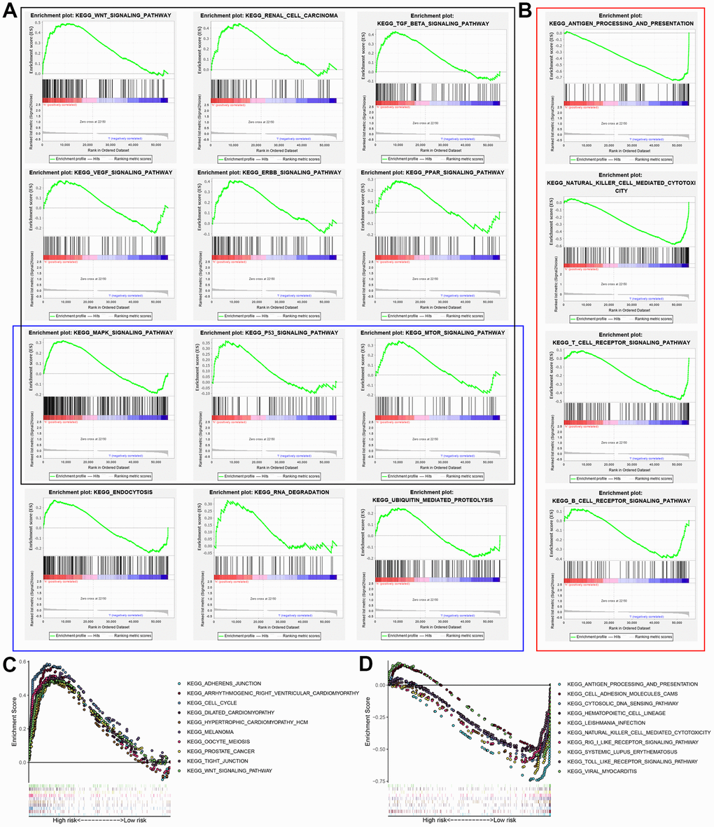 Gene set enrichment analysis (GSEA) of high-risk and low-risk BCLA patients based on the autophagy-related lncRNA prognostic signature. (A) GSEA results show significant enrichment of cancer- and autophagy-related signaling pathways in the high-risk BCLA patients. The black and blue boxes correspond to cancer-related and autophagy-related KEGG signaling pathways, respectively. (B) GSEA results show significant enrichment of immunoregulatory signaling pathways in the low-risk BCLA patients. (C, D) The top 10 KEGG signaling pathways in the (C) high-risk and (D) low-risk BCLA patients.