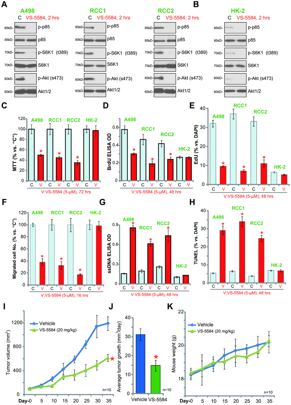 VS-5584 exerts anti-survival, anti-proliferative, and pro-apoptotic activity in the established and primary human RCC cells. A498 cells, the primary human RCC cells (“RCC1/RCC2”) or HK-2 renal epithelial cells were treated with VS-5584 (5 μM), cells were further cultured for indicated time; PI3K-mTORC1/2 activation (A, B, Western blotting), cell survival (C, MTT), proliferation (D, BrdU EILSA and E, nuclei EdU staining), migration (F, “Transwell” assay) and apoptosis (G, ssDNA ELISA and H, TUNEL staining) were tested. The 786-O xenograft tumor-bearing nude mice were administrated with vehicle control (“Vehicle”, saline), VS-5584 (20 mg/kg, oral administration, daily), the tumor volumes (I) and mice body weights (J) were recorded every five days for a total of 35 days; The estimated daily tumor growth was calculated (K); Data were presented as mean ± standard deviation (SD). *pvs. “C” group (C–H, n=5). *pvs. “Vehicle” (I, J, n=10). The in vitro experiments were repeated four times, and similar results were obtained. Bar = 100 μm (E, F, H).