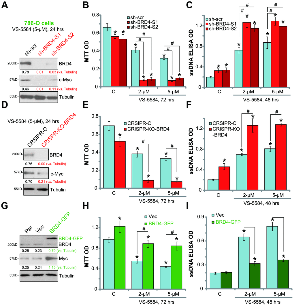 BRD4 is the primary resistance factor of VS-5584 in RCC 786-O cells. In VS-5584-treated stable 786-O cells with BRD4 shRNA (“sh-BRD4-S1/S2”, A–C), CRISPR-Cas9-BRD4-KO plasmid (D–F) or BRD4-expression vector (“BRD4-GFP”, G–I), BRD4, c-Myc and tubulin expression was shown (A, D, G). Cell survival and apoptosis were tested by MTT (after 72 h, B, E, H) and ssDNA ELISA (after 48 h, C, F, I), respectively. The listed proteins were quantified (A, D, G). Data were presented as mean ± standard deviation (SD, n=5). *p#p