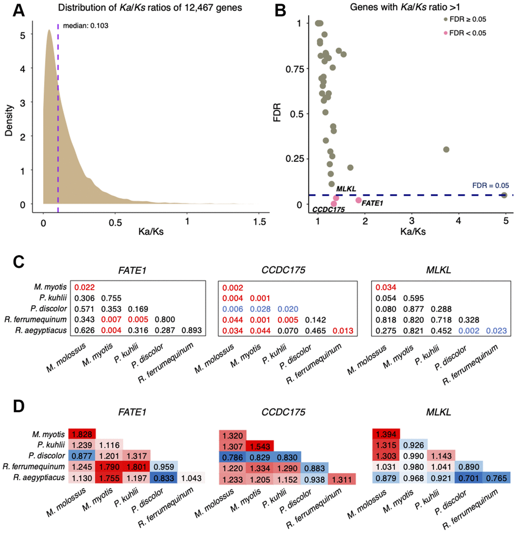 Analysis of Ka/Ks substitution rates of 12,467 single-copy genes between M. myotis and M. molossus. (A) Distribution of Ka/Ks ratios of 12,467 single-copy genes. To better visualize the distribution, six genes with Ka/Ks > 1.5 were not included in this plot. (B) Genes with Ka/Ks > 1. Three genes highlighted in red show significant positive selection (Ka/Ks > 1; FDR C) Significance (FDR) of Ka/Ks ratios of FATE1, CCDC175 and MLKL between 6 bat species through pairwise comparisons. The red values indicate significant positive selection while the blue values indicate significant purifying selection. The black values indicate no selection. (D) Ka/Ks ratios of FATE1, CCDC175 and MLKL between 6 bat species through pairwise comparisons. The red values indicate Ka/Ks ratios > 1 while the blue values indicate Ka/Ks ratios 