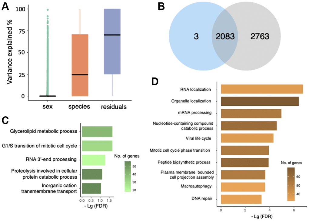 Gene expression variation analysis. (A) Evaluation of gene expression variance using a linear mixed model. Residual variance represents the contribution from uncharacterized variables. (B) Overlap of differentially expressed genes (blue) and the genes with at least 80% of expression variation resulted from ‘species’ (grey). (C) GO terms that were enriched by 1,060 genes that had higher expression in M. molossus. (D) GO terms that were enriched by 1,026 genes that had higher expression in M. myotis.