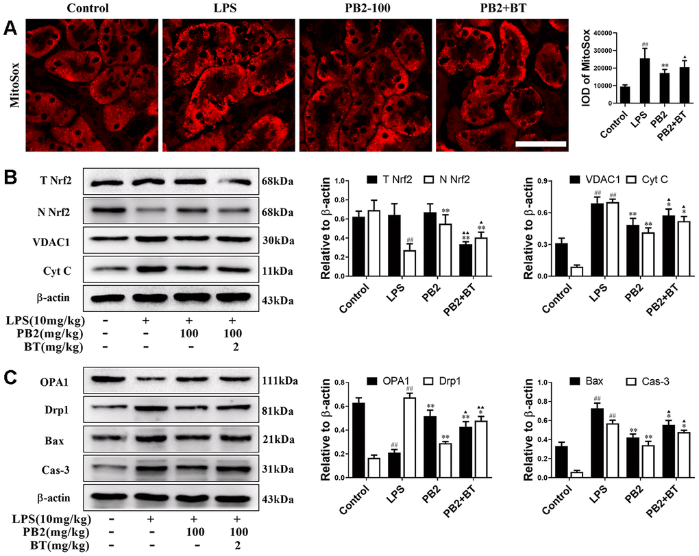 Improved mitochondrial dynamics depend on Nrf2 translocation (n = 8). Mice in co-treatment group were treated with brustatol 24h prior LPS challenge in i.p.. The mitoSox red (Bar = 50 μm) (A); expressions of total and nuclear Nrf2, VDAC1 and Cyt c (B), OPA1 and Drp1, Bax and caspase-3 and semi-quantification (C). #P ≤ 0.05, ##P ≤ 0.01 compared to control mice; *P ≤ 0.05, **P ≤ 0.01 compared to LPS challenged alone; ▲P ≤ 0.05, ▲▲P ≤ 0.01 between PB2 and PB2+BT.