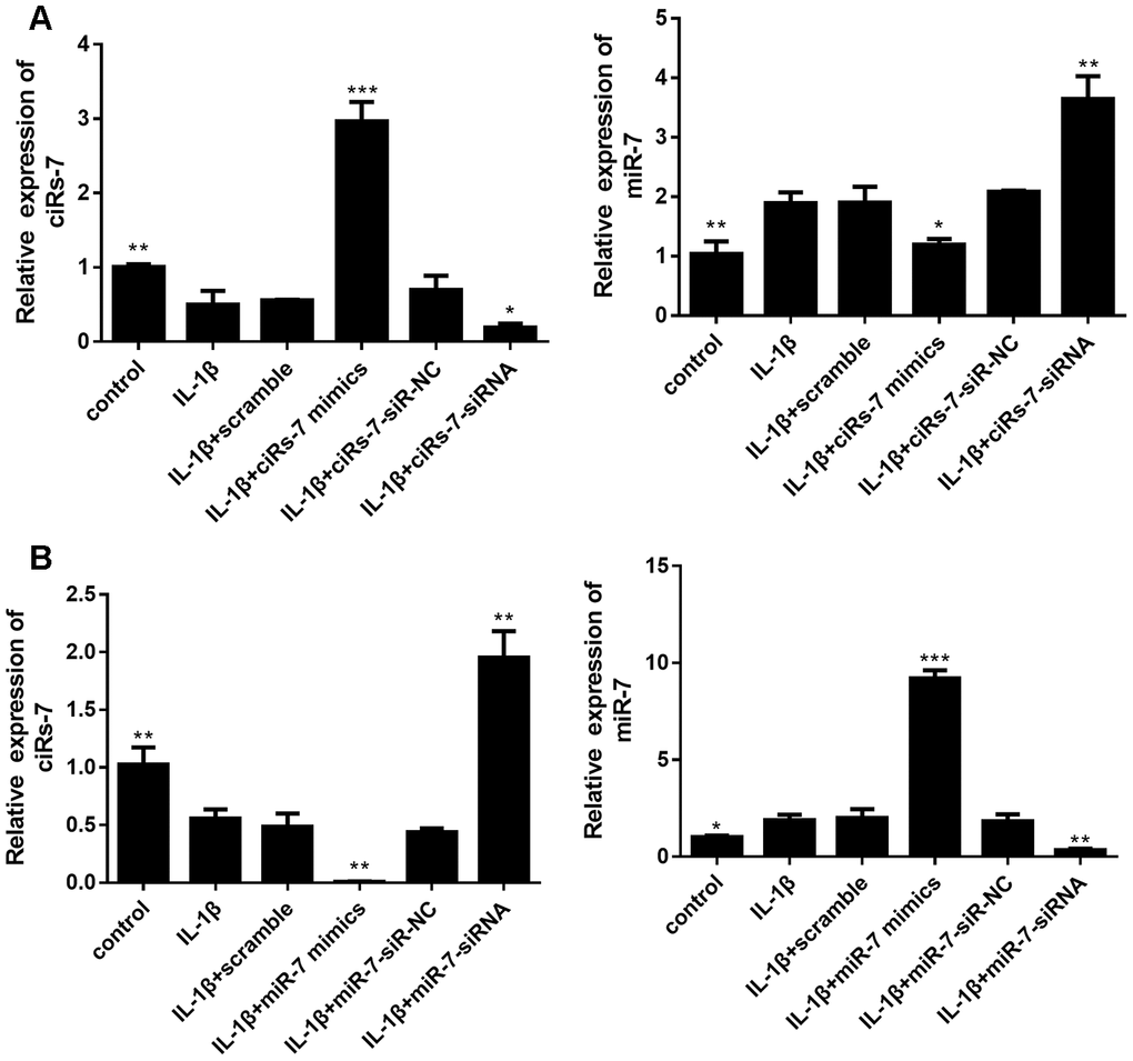 Levels of ciRS-7 and miR-7 in chondrocytes with different transfections: ciRS-7 related transfections (A) and miR-7 related transfections (B). Data represent the mean ± SD (n=3), * p p p 