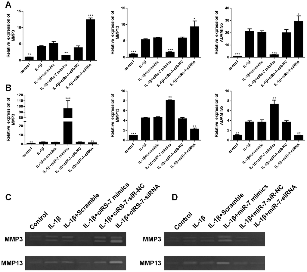 Effects of ciRS-7-related transfections (A) and miR-7-related transfections (B) on mRNA levels of cartilage-related genes MMP3, MMP13, and ADAMTS5; (C) and (D) Zymographic analysis of the effects of ciRs-7 or miR-7 on enzymatic activities of MMP3 and ADAMTS5. Data represent the mean ± SD (n=3), * p p p 