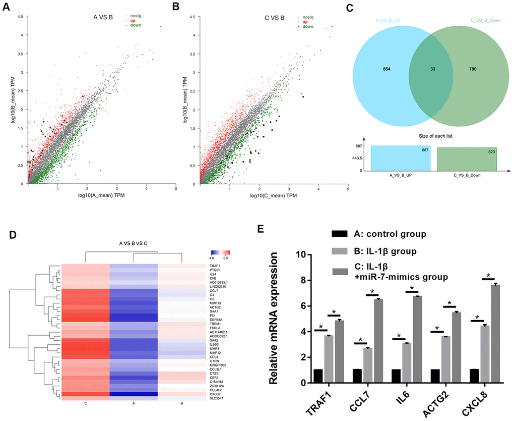 Scatter plot of differential expression of A vs. B (A) and C vs. B (B). Every point in the plot indicates the expression of a gene in the two experiments, and the red and green points in the plot represent the upregulated and downregulated mRNAs with statistical significance, respectively. Black points represent the 33 overlapping mRNAs between the above-mentioned upregulated genes and downregulated genes. The X-axis and Y-axis represent the log10 TPM values in the two experiments, respectively. (C) Venn diagram comparing differentially-expressed genes (DEGs) between A vs B and C vs B. Indicated in the diagram are the numbers of upregulated and downregulated DEGs. (D) Cluster analysis of overlapping genes expressed in groups A, B, and C. (E) RT-PCR results for five random differentially expressed mRNAs (TRAF1, CCL7, IL6, ACTG2, and CXCL8). Data represent the mean ± SD (n=3), * p 