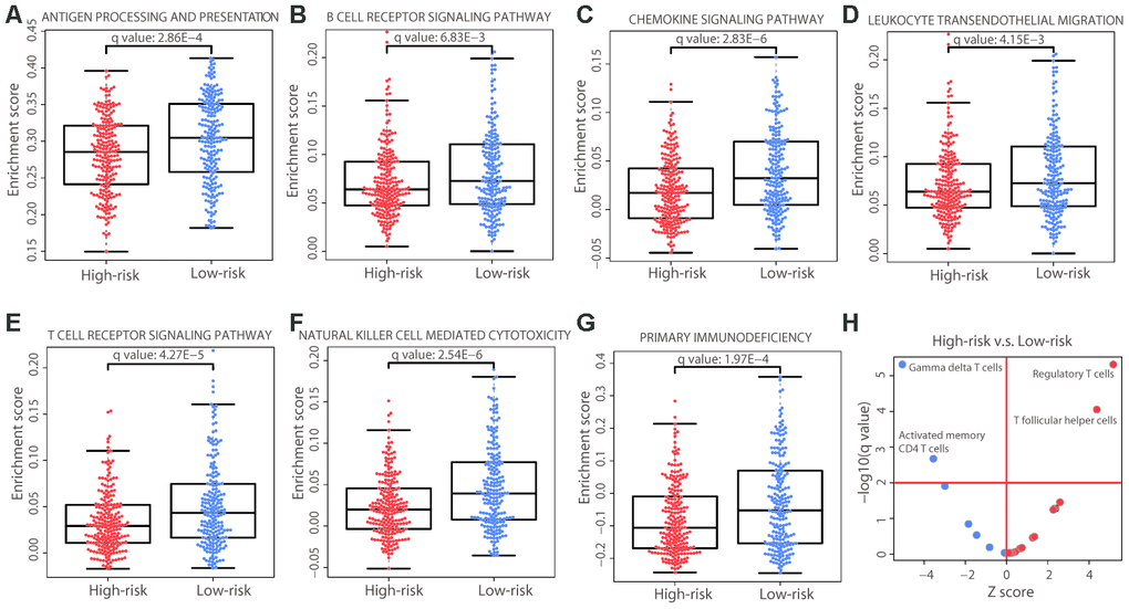 Immune differences between the two risk groups. (A−G) Distribution of the enrichment scores of the immune pathways that were significantly different (adjusted P value P value was calculated by a two-sided Student’s t test and adjusted using the Benjamini−Hochberg method. (H) Immune cell composition differences between the high- and low-risk groups. The P values were calculated by the Wilcoxon rank-sum test and adjusted using the Benjamini−Hochberg method. The red horizontal line represents an adjusted P value of 0.01 and the red vertical line indicates a Z score of 0. The analysis was performed for all 22 immune cell types but only those that were significant are labeled on the plot.