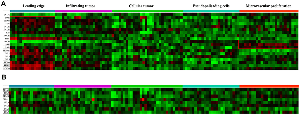 Anatomical mapping of CRL components in GBM clinical samples. (A) Expression levels of major CRL component genes SKP1, TCEB1/2, BTBD10, DDB1, TCEB1, TCEB2, BTRC, SOCS1, SOCS3, FBXL2/3/5, FBXW7/11, FBXO9, RBX1, RNF7, UBB, and NEDD8, were mapped based on the anatomic features of clinical samples. (B) Expression levels of the cullin genes CUL1, CUL2, CUL3, CUL4A, CUL4B, CUL5 and CUL7 were also mapped. The following anatomic structures were identified by H&E staining based on the Ivy GAP dataset: leading edge, infiltrating tumor, cellular tumor, microvascular proliferation and pseudopalisading cells around necrosis. ACTN1 gene expression was used as a reference.