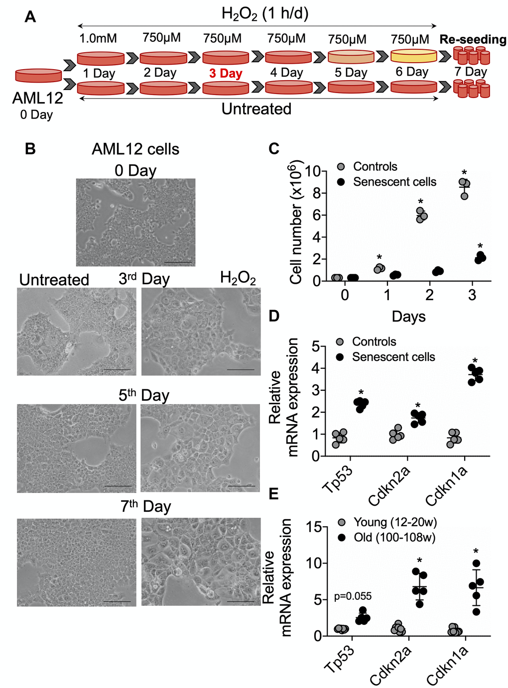 Senescence induction in mice normal hepatic cells AML12. (A) Schematic representation of experimental strategy for the senescence induction. 4x106 Cells were seeded at day 0 in the T175 cell culture flask. Next day (day 1) cells were treated with 1.0 mM H2O2 followed by 750 μM for the subsequent 5 days. Cells can be sub-cultured at 1:3 ratio on day 3 if required. At day 7, cells were re-seeded for experiments as required. (B) Visualization of senescence induction in mice AML12 cells during H2O2 treatments from day 3, day 5, and day 7 before re-seeding. The images are taken randomly at 10x magnification. Scale bars as 100 μm. (C) 0.3x106 control and senescent AML12 cells were seeded in each well of the 6-well plate. Cells were trypsinized at indicated days and counted by an automated cell counter. (D and E) RT-qPCR analysis of senescence genes in AML12 cells (D) and liver tissues from young and old mice (E). * Statistical differences were calculated significant as p