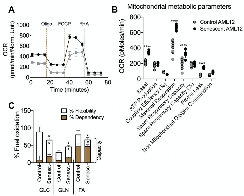 Seahorse extracellular flux analysis for mitochondrial metabolic parameters and fuel oxidation in senescent AML12 cells. Agilent Seahorse XF Mito Stress Test kit was used with Agilent Seahorse XFe96 Extracellular Flux Analyzer to analyze control and senescent AML12 cell’s mitochondrial metabolic potential (A and B). (C) Agilent Seahorse XF Mito Fuel Flex kit was used with Agilent Seahorse XFe96 Extracellular Flux Analyzer to analyze control and senescent AML12 cell’s mitochondrial fuel (glucose, glutamine, and fatty acids) oxidation. All the parameters presented in the panel B and C were calculated using Seahorse Wave Desktop software. Statistical differences were calculated significant as *p